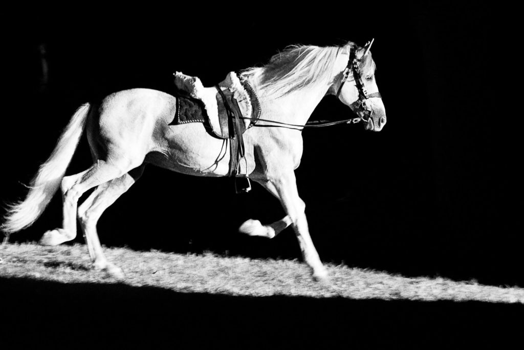Cheval blanc au galop