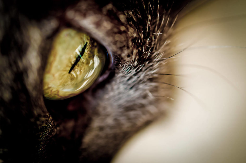 macro oeil de chat