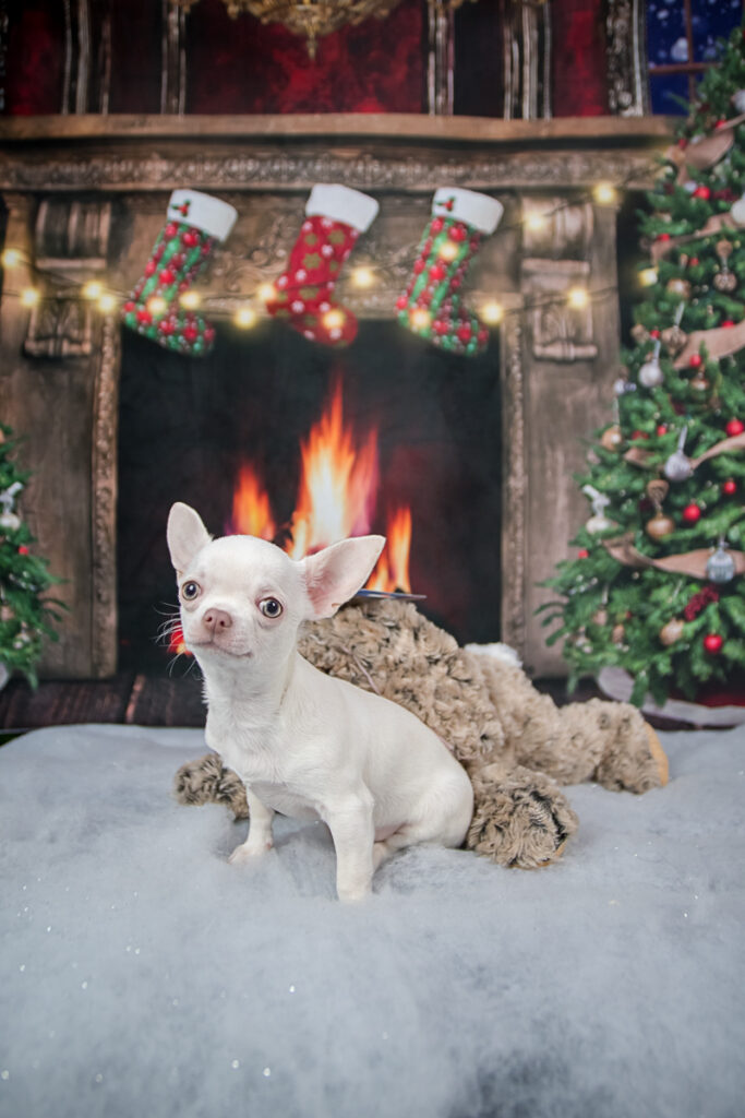 seance chihuahua noel