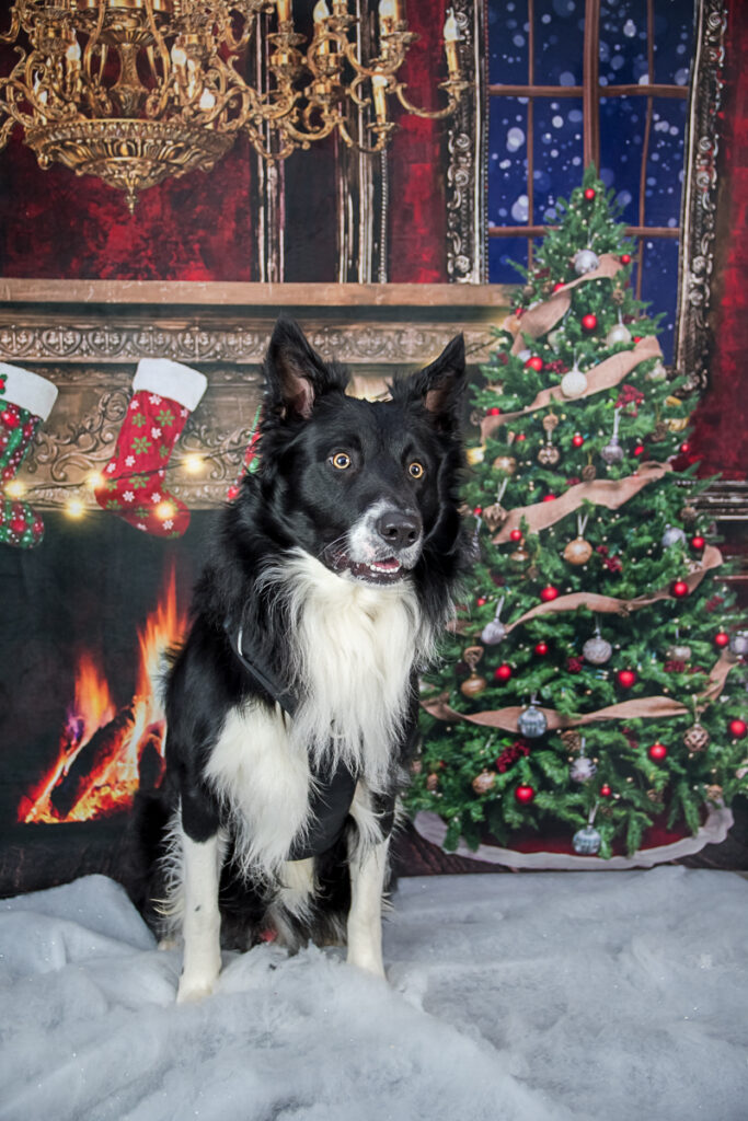 border en seance noel